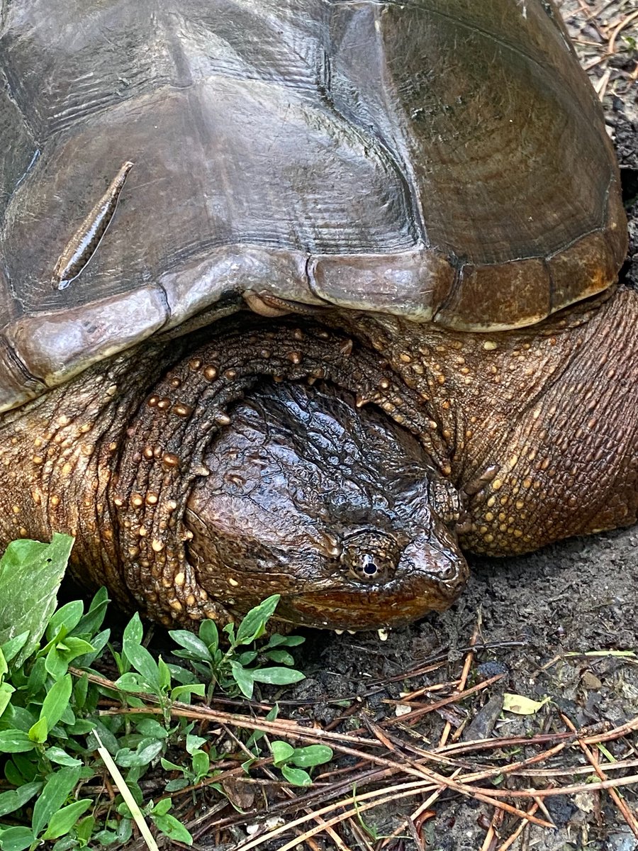michaelgspence's tweet image. High Park snapper!