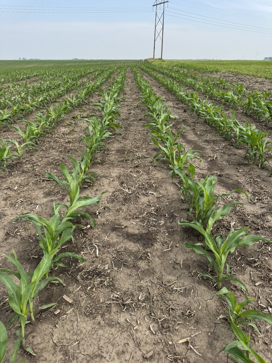 rvcinterns's tweet image. Today Kayla and I had the opportunity to scout a preceon field! #shortcorn #IllinoisAg
-MR
