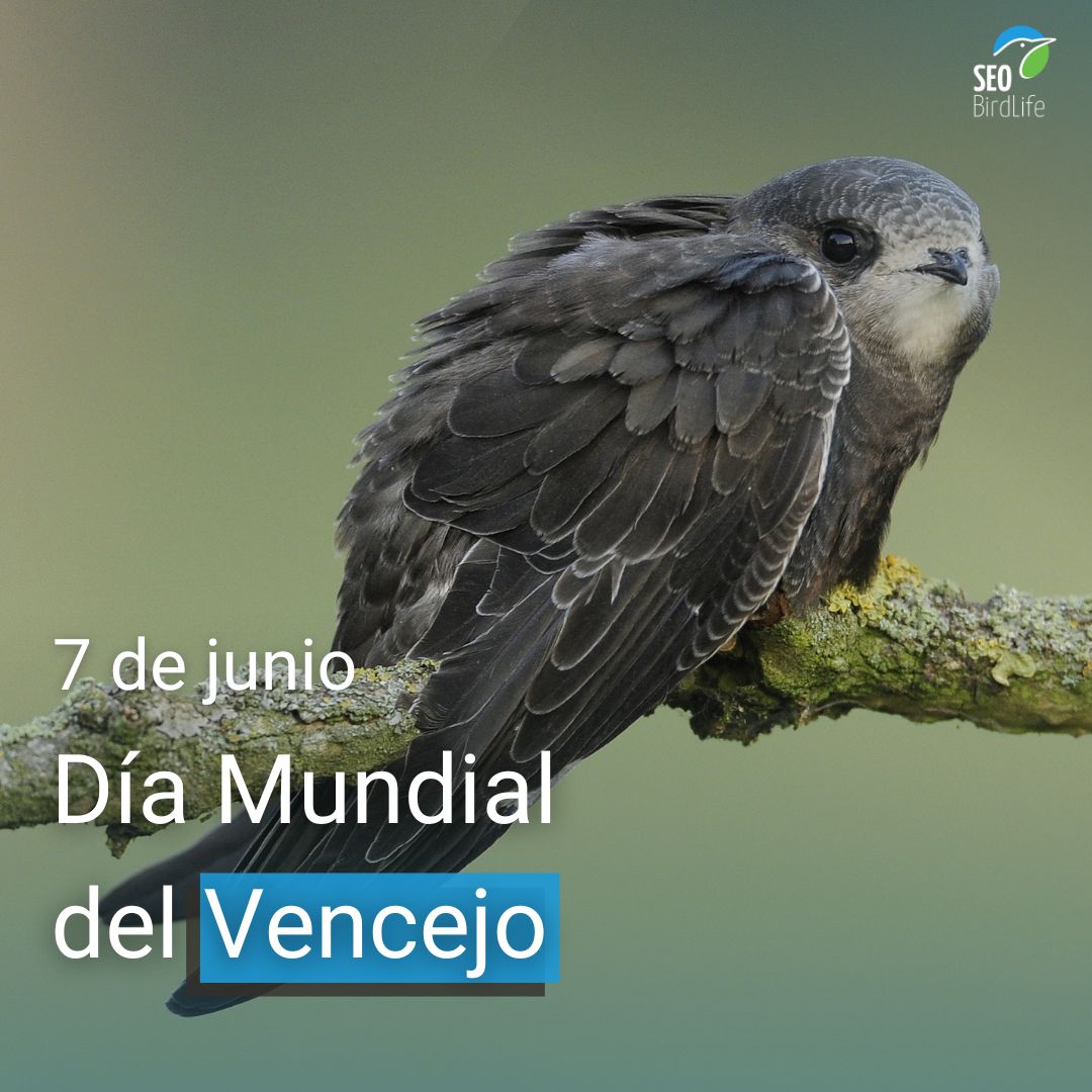 🤔 ¿Cuál es la situación del vencejo en España?
🪹 Aprovechando el Día Mundial del Vencejo, mañana sábado 7 de junio, te contamos cómo están sus poblaciones y por qué es necesario protegerlas.

#díamundialdelvencejo
seo.org/urge-proteger-…