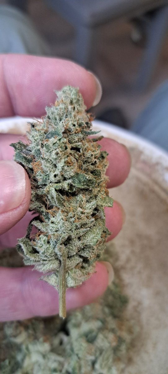 Solfire Gardens Section A is absolute fire got a little funk some gas and some sour yerweee!
