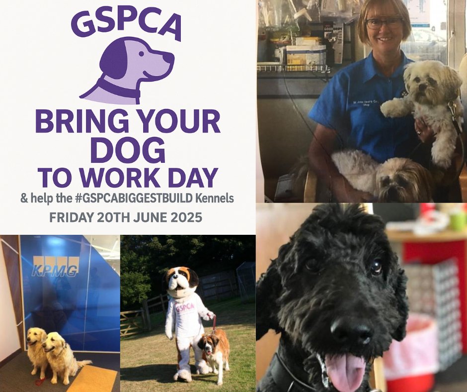 Join in with #BringYourDogtoWorkDay Friday 20th June &amp; raise funds for the #GSPCABIGGESTBUILD Kennels gspca.org.gg/blog/join-brin…