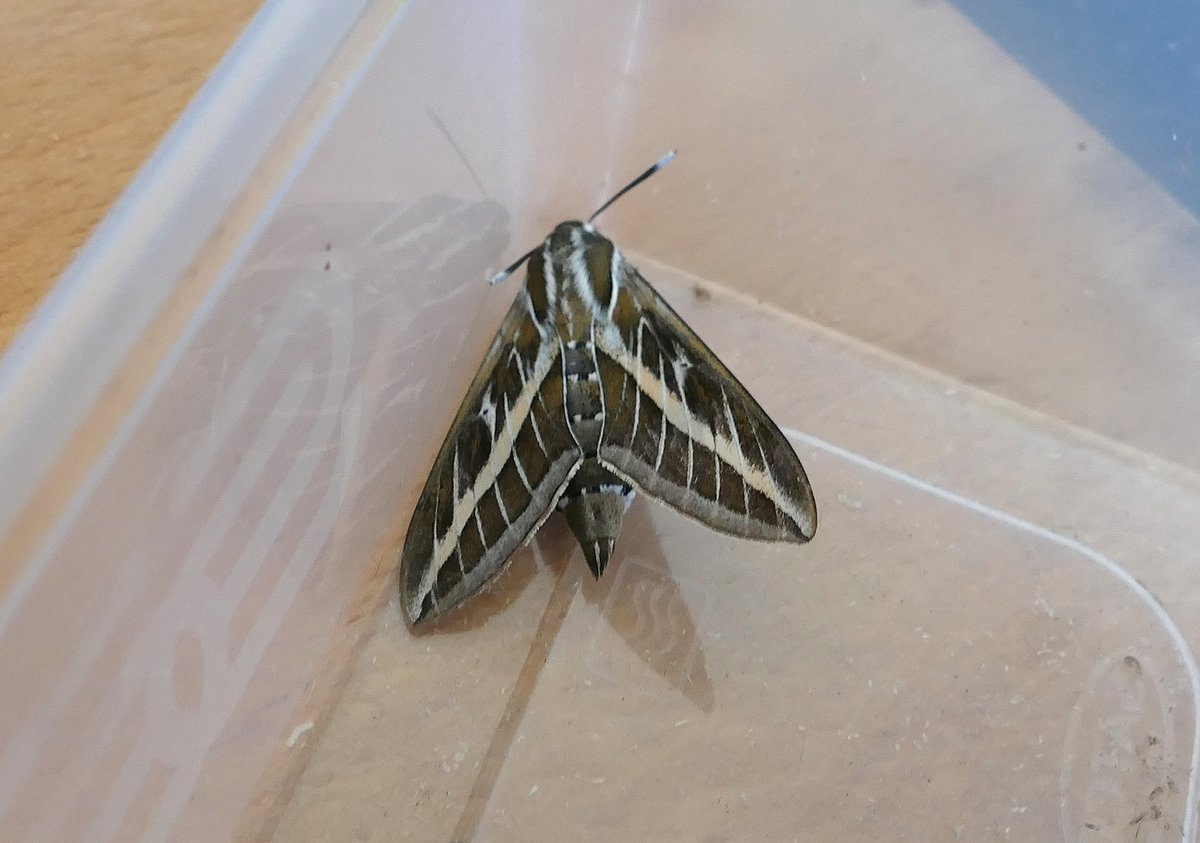 dave brown tweet media