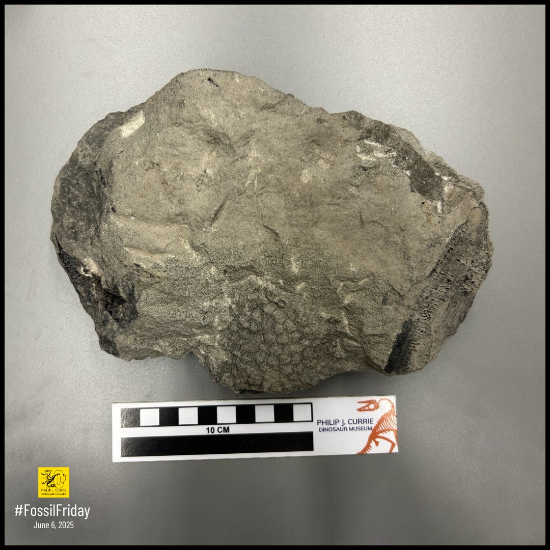 #FossilFriday! When we think of fossils, we often picture bones or shells—but soft tissue can fossilize too! This is fossilized dinosaur skin from a hadrosaur. The pebbled, pentagon-shaped scales give us clues as to the species and where on the body the skin might have come from.