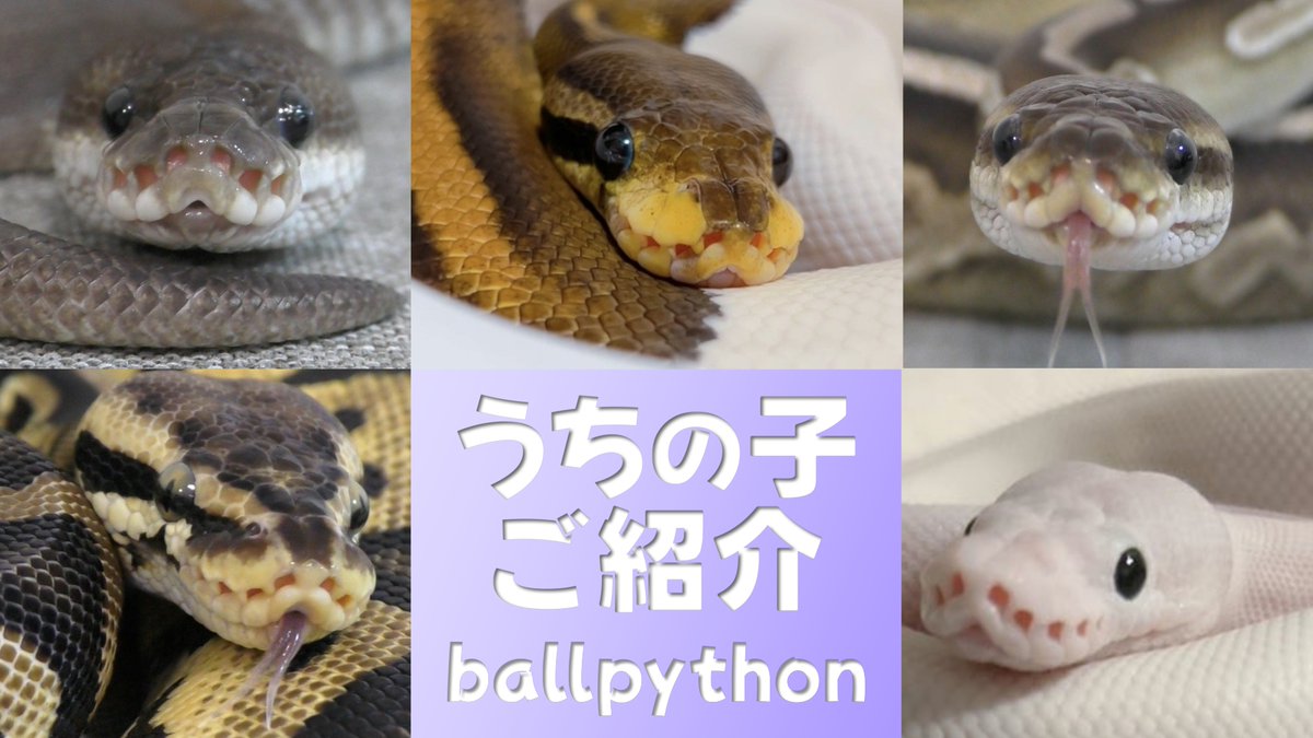 ballpython_s's tweet image. うちの子を紹介します🐍✨

youtu.be/6O1LtbXUoZI

#ボールパイソン