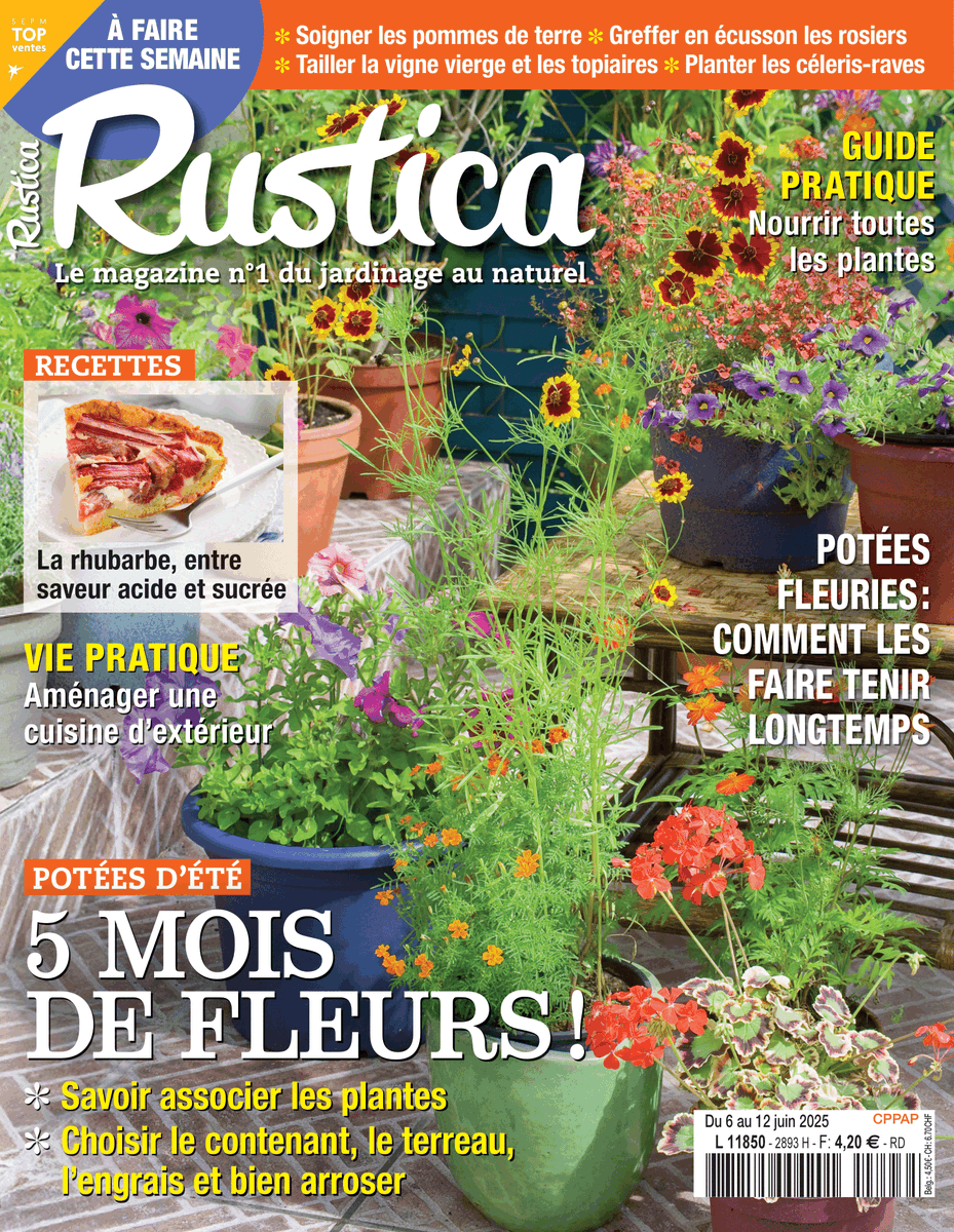 alaindelavie's tweet photo. [En kiosque] Du 6 au 12 juin 2025, hebdomadaire #Rustica
Carnet : Accueillir les animaux utiles pour le jardin
+ Réussir et faire tenir les potées fleuries d'été
+ Comment nourrir toutes les plantes ?
Travaux de #jardinage
#presse #magazine #hebdo 
https://t.co/U8erY3SPow https://t.co/zdeXWjMAgB