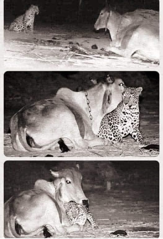 The owner of this cow heard the dogs barking at night; so he downloaded a camera and discovered this incredible sight. 😳
The leopard comes to meet the cow every night, and the cow licks its head. The man spoke to the cow's previous owner; he then learned that the leopard's