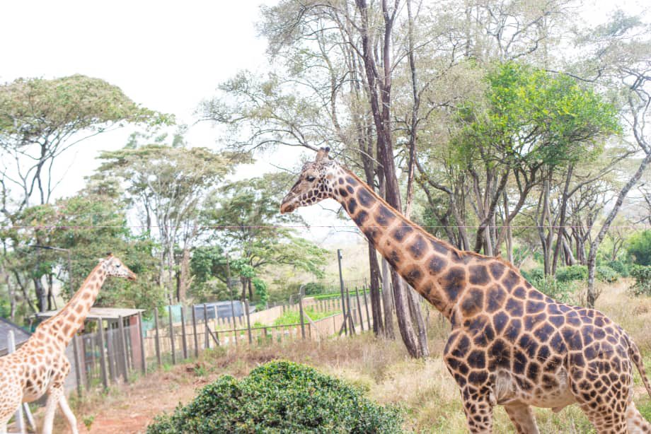 🌍🦒 Un moment privilégié avec l'une des créatures les plus majestueuses de notre planète. Rappelons-nous que l’avenir de la Terre se trouve entre nos mains. 
#ProtectionDeLaNature #Biodiversité