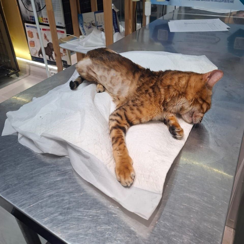 Helli_shea's tweet image. Basia was given a relaxing injection for seizures and was prescribed additional chondroprotectors to strengthen the musculoskeletal system. He still can't walk properly, but we hope the medications will help...
