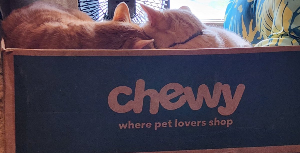 TravieAlan's tweet photo. @Chewy your boxes make great cat beds. This one is filled with a blanket and a pillow for all of the cat naps they want. 😸 https://t.co/eNhHvjjZcj