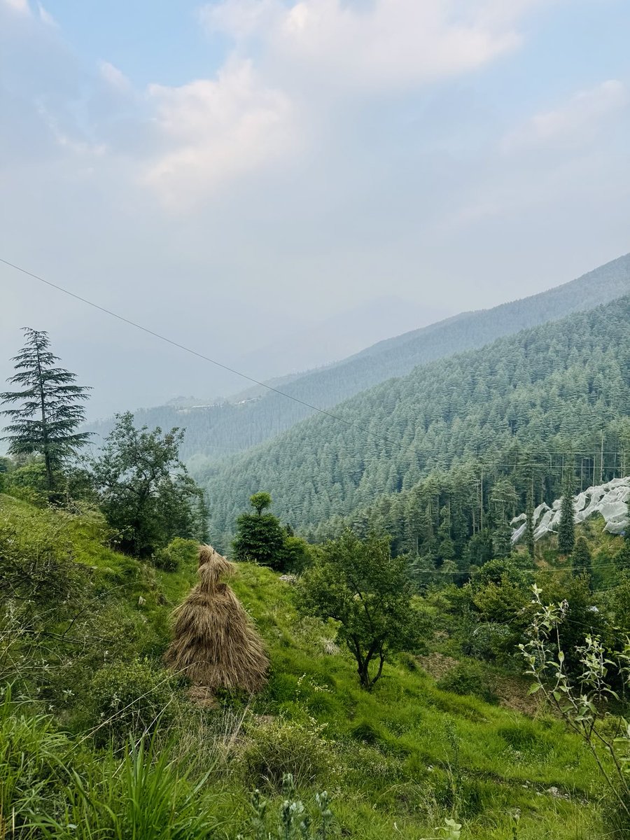 Chaili Forest - Phagu (HP)