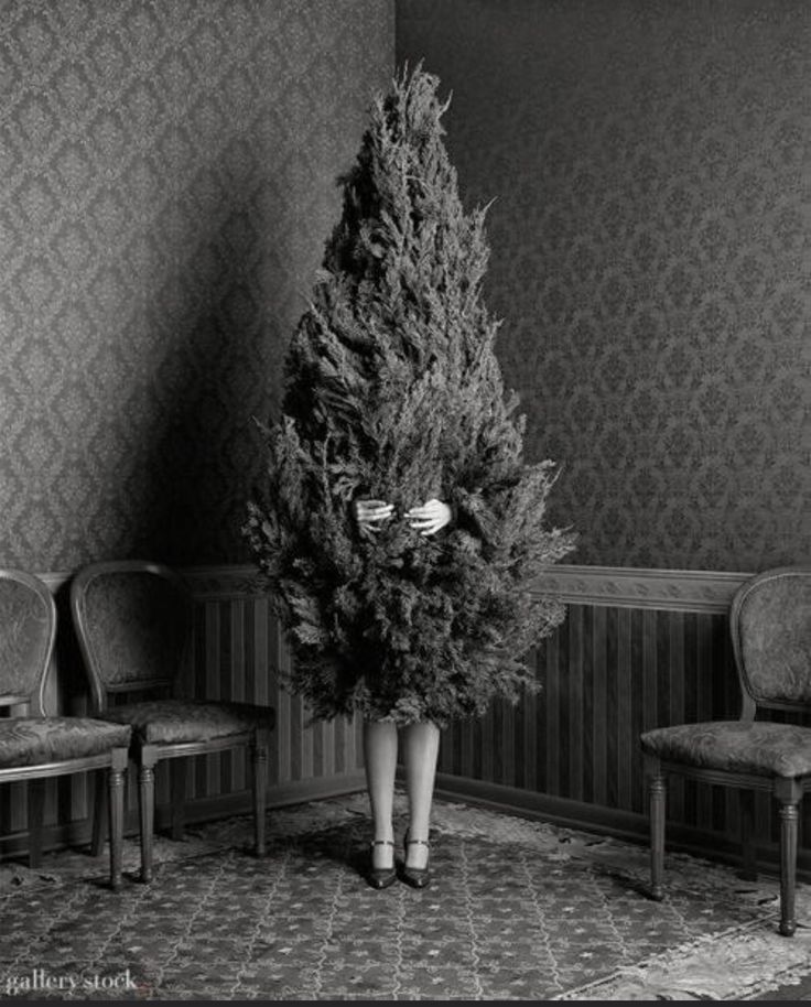 🎄 O Christmas Tree, O Christmas Tree! 🎄

Still standing. Undecorated. Unacknowledged. January.

She waited through Christmas, through New Year’s, through the brittle silence of promises.

Now the needles fall like dead hopes, and the air smells faintly of must and regret.