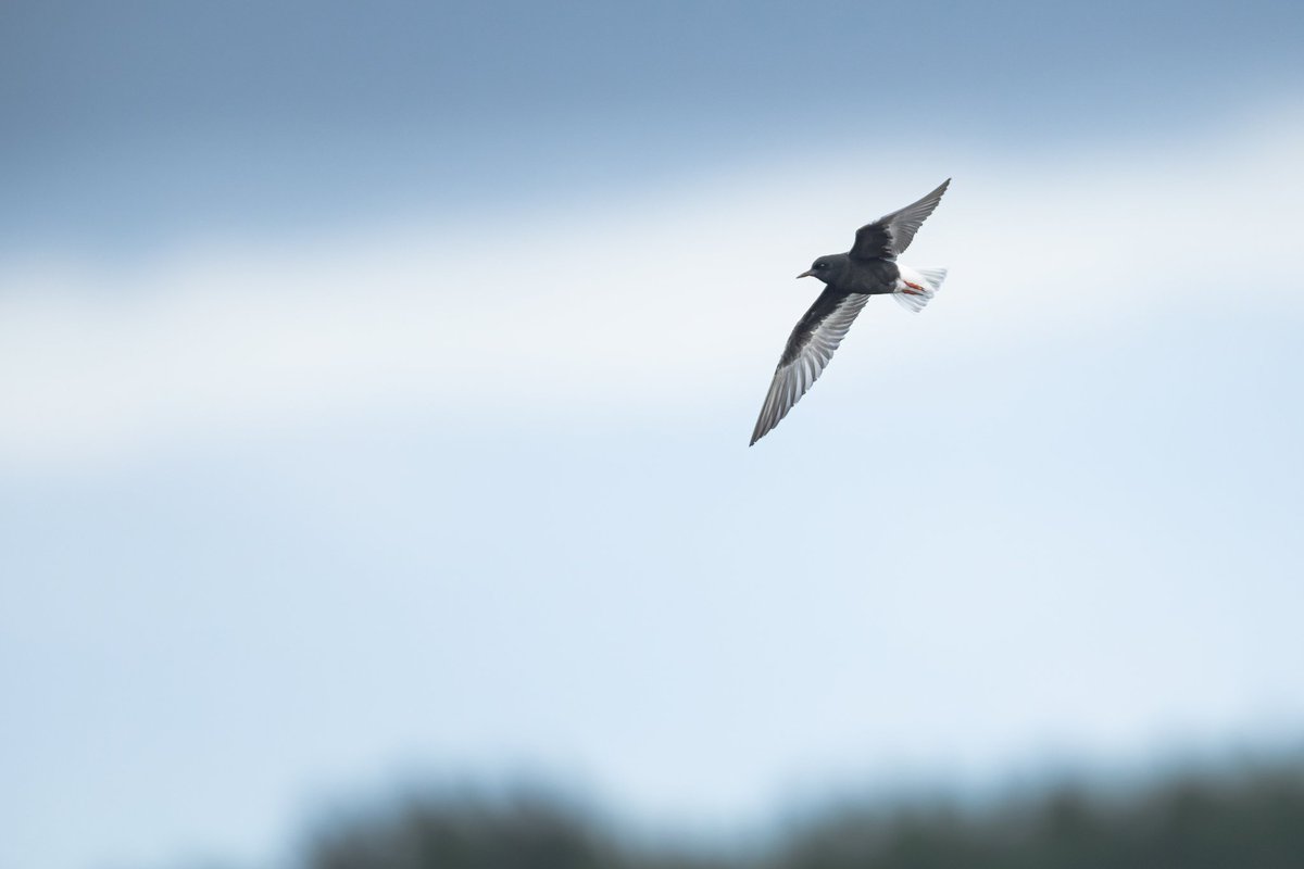 dunbar44's tweet image. The white winged black tern at swords yesterday! It&apos;s a stunning bird that showed really well. Found by @Victor_Caschera . Gd company with @aaronlongni @Bonsai_goat @PrecipiceNewton @BirdmanNi @BirdGuides