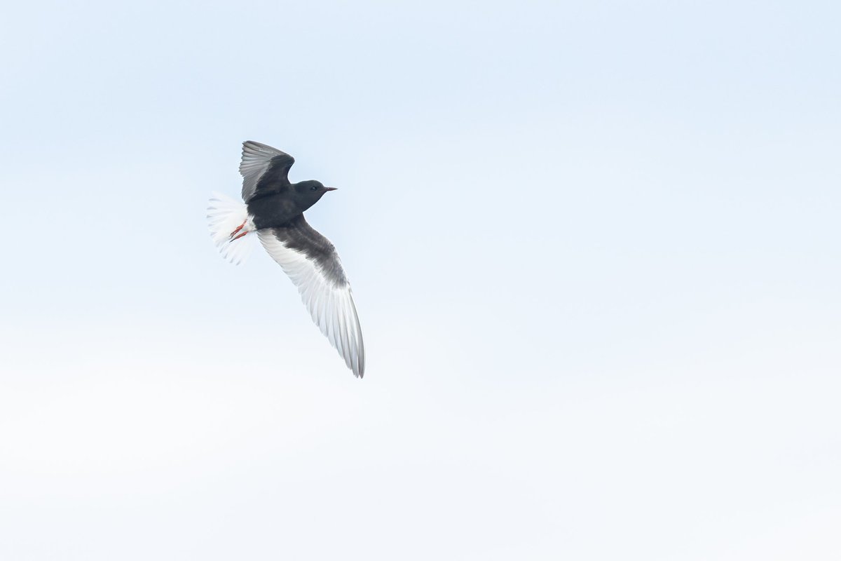 dunbar44's tweet image. The white winged black tern at swords yesterday! It&apos;s a stunning bird that showed really well. Found by @Victor_Caschera . Gd company with @aaronlongni @Bonsai_goat @PrecipiceNewton @BirdmanNi @BirdGuides