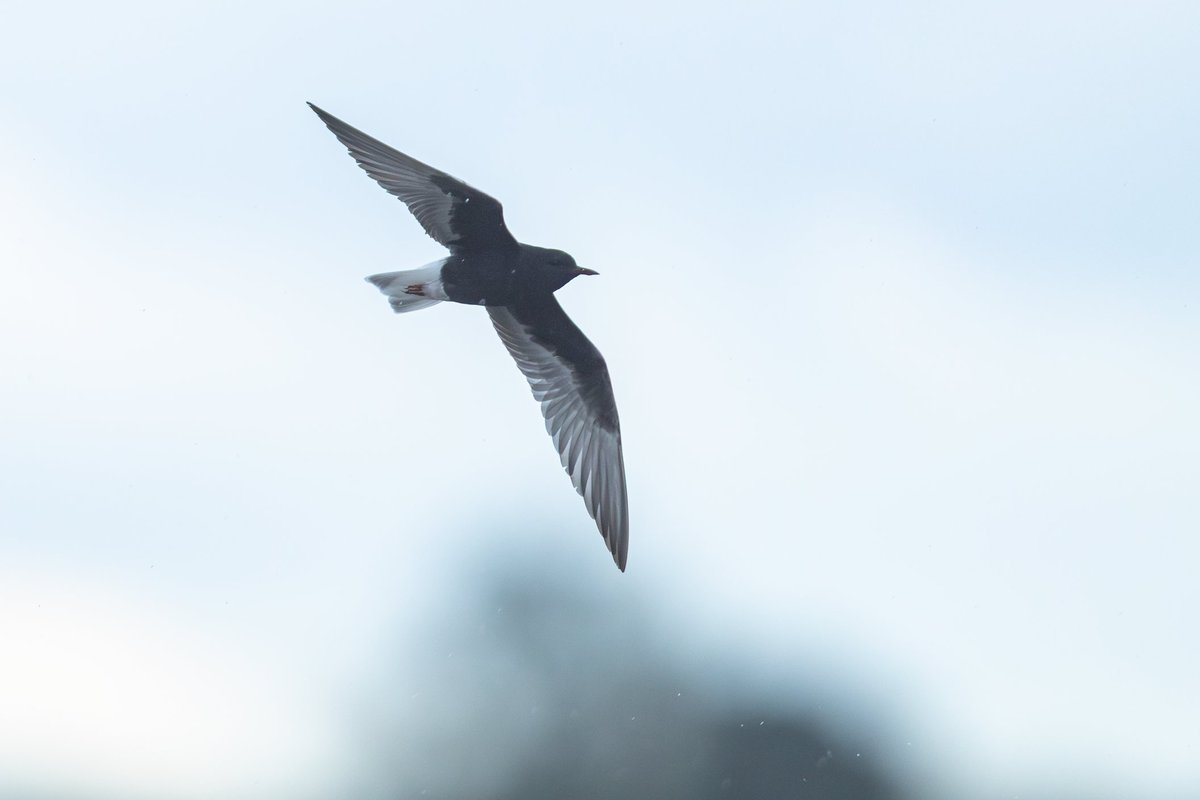 dunbar44's tweet image. The white winged black tern at swords yesterday! It&apos;s a stunning bird that showed really well. Found by @Victor_Caschera . Gd company with @aaronlongni @Bonsai_goat @PrecipiceNewton @BirdmanNi @BirdGuides