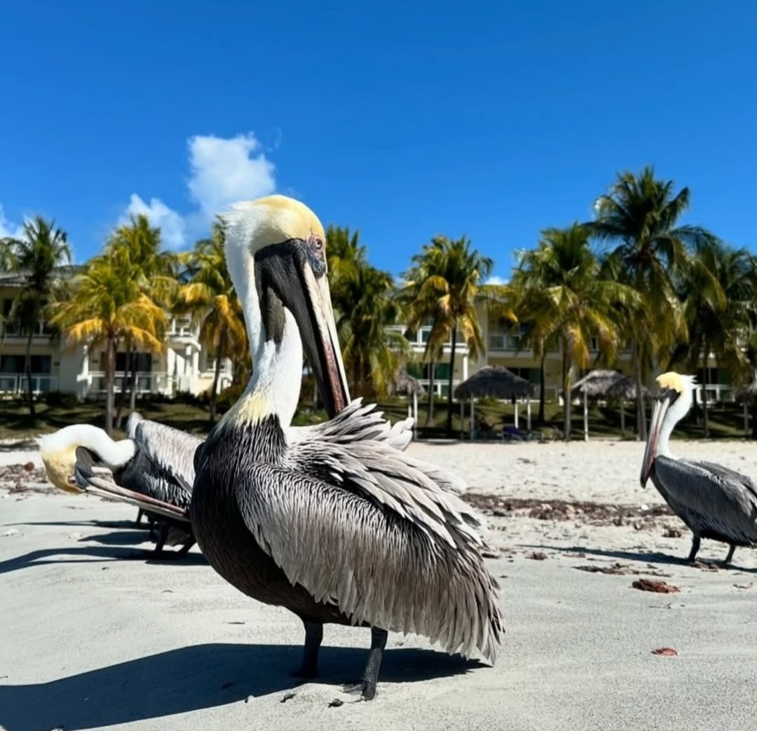 Buenos días con alegría 😜😜😜

#Varaderobeach #solyplaya #Cubatravel #holidays #Varadero #playa