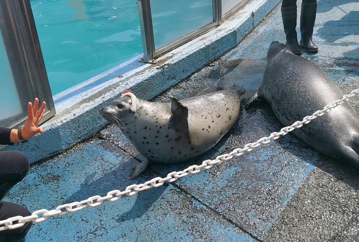 もちもちとはなまる🦭🦭

#東武動物公園 #ゴマフアザラシ #アザラシ #もちまる姉弟