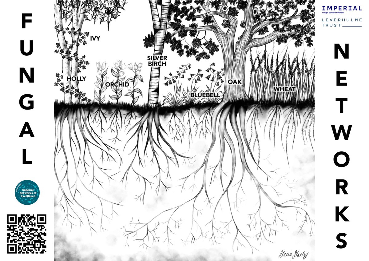 Bioengineering (@imperialbioeng) on Twitter photo Dr Claire Stanley of <a href="/TheStanleyLab/">Stanley Lab</a> will be in the Green Zone with <a href="/ImperialFungal/">Imperial College London Fungal Science Network</a>, using her incredible artistic skills to teach the general public about Fungal Networks. 🍄
You can also spot Dr Stanley at the Earthbeat Underground Cèilidh!
🔗greatexhibitionroadfestival.co.uk/event/earthbea… Dr Claire Stanley of <a href="/TheStanleyLab/">Stanley Lab</a> will be in the Green Zone with <a href="/ImperialFungal/">Imperial College London Fungal Science Network</a>, using her incredible artistic skills to teach the general public about Fungal Networks. 🍄
You can also spot Dr Stanley at the Earthbeat Underground Cèilidh!
🔗greatexhibitionroadfestival.co.uk/event/earthbea…