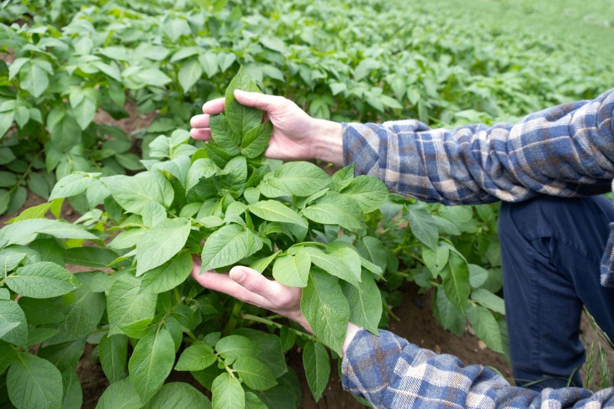 Journée mondiale de la sécurité sanitaire des aliments. Un enjeu fort auquel répondent les producteurs de 🥔 avec des méthodes durables et une traçabilité assurée à chaque étape. + d'infos sur : 
potatoesforever.eu/fr/offrir-qual…  

#PotatoesForever #lespommesdeterre #EnjoyItsFromEurope