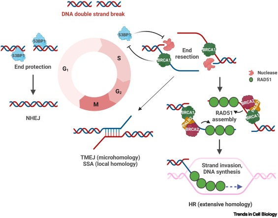TrendsCellBio's tweet image. New twist on BRCA1-mediated DNA recombination repair and tumor suppression dlvr.it/TLCVlX
