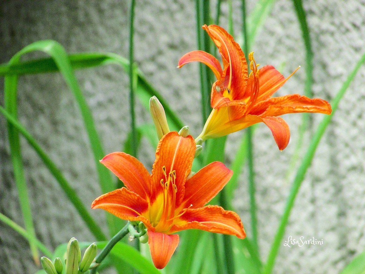 lisa sardini tweet media