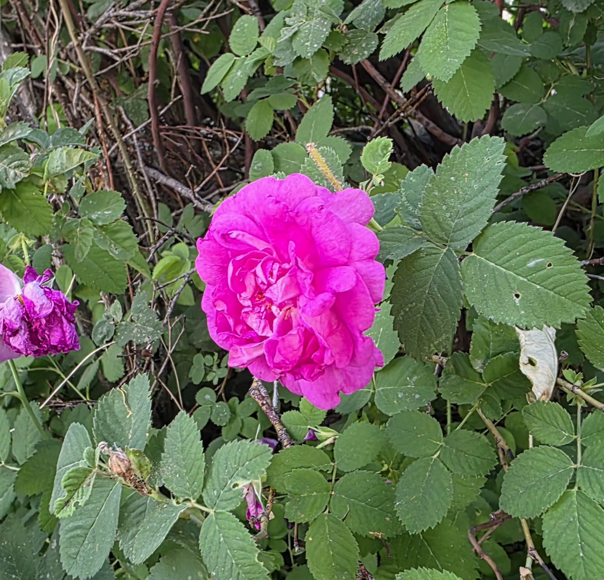 AliRFereidunian's tweet photo. #باغ‌نگاری
#گل‌نگاری 
#gardengraphy 
#flowergraphy https://t.co/J0uR7lv5uM