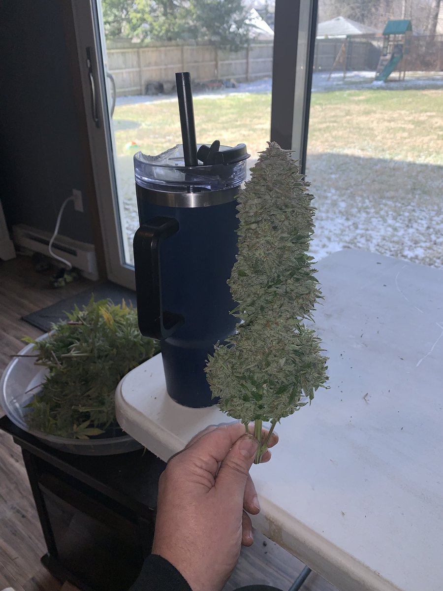 Ohio Grows Organic (@growsohio) on Twitter photo It’s like killing a unicorn, this is the last of the Bear Assed Monkey from <a href="/MephistoGenetic/">MephistoGenetics</a> grown organically by me….. just a hand rolled doobie… these were huge nugs!!!! It’s like killing a unicorn, this is the last of the Bear Assed Monkey from <a href="/MephistoGenetic/">MephistoGenetics</a> grown organically by me….. just a hand rolled doobie… these were huge nugs!!!!