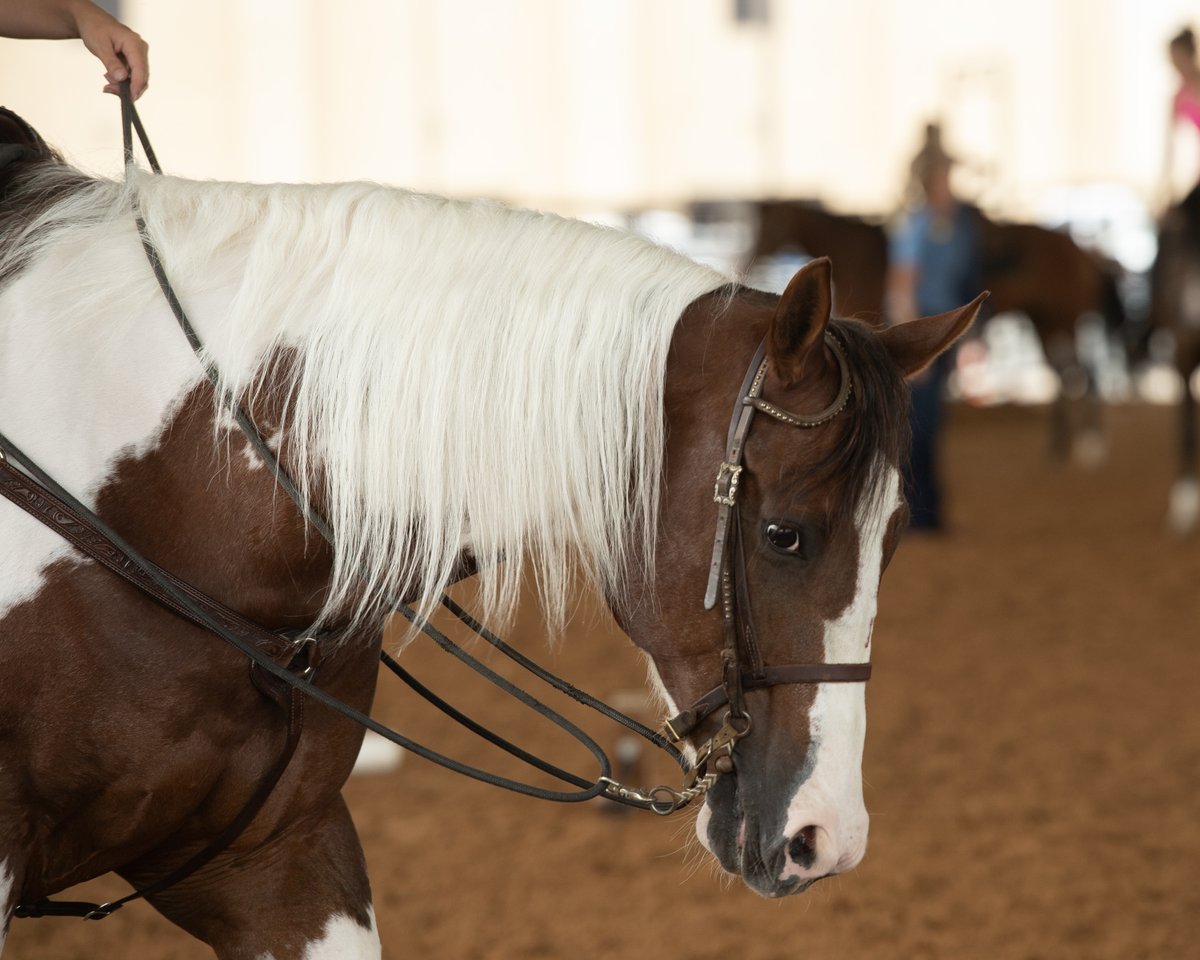 American Paint Horse (@aphanews) on Twitter photo ππ§ππ«π’ππ¬ π‘ππ―π ππππ§ π©π¨π¬πππ ππ¨π« ππ‘π ππππ ππ¨π«π₯π ππ‘ππ¦π©π’π¨π§π¬π‘π’π© ππ‘π¨π°! π£
Review the list at π bit.ly/3Sz2g27
Have questions? We have the answers! Email aphaevents@apha.com
#MarkedForGreatness | #APHA | #PaintWorld2025 ππ§ππ«π’ππ¬ π‘ππ―π ππππ§ π©π¨π¬πππ ππ¨π« ππ‘π ππππ ππ¨π«π₯π ππ‘ππ¦π©π’π¨π§π¬π‘π’π© ππ‘π¨π°! π£
Review the list at π bit.ly/3Sz2g27
Have questions? We have the answers! Email aphaevents@apha.com
#MarkedForGreatness | #APHA | #PaintWorld2025