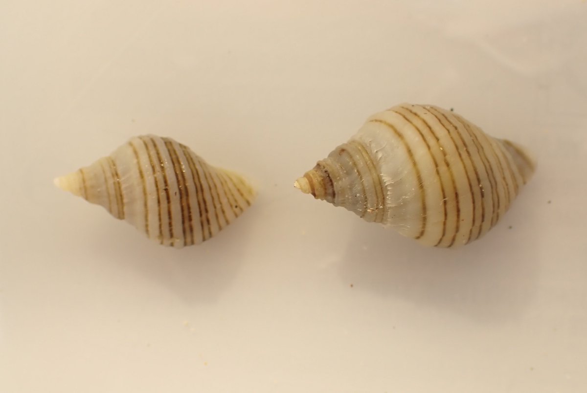 Dogwhelks found next to each other with similar banding, given they vary they pattern and colour I wondered why 2 should be almost alike.