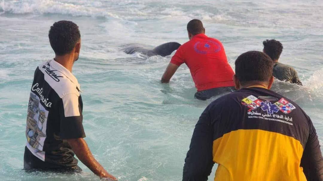 صور أخرى من نفوق الحيتان على سواحل جزيرة سقطرى