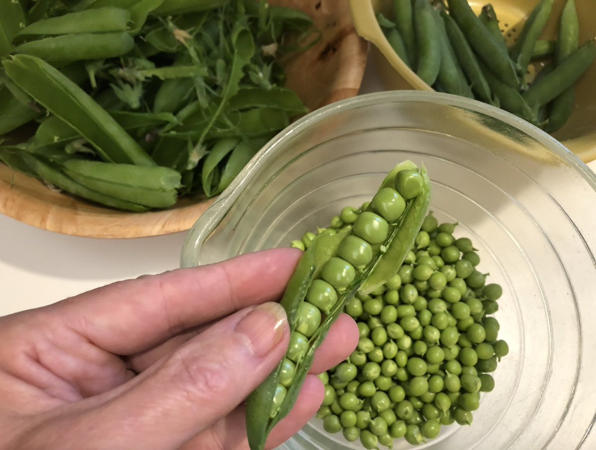 The peas 🫛 keep coming. 😋 #homegarden #zone6