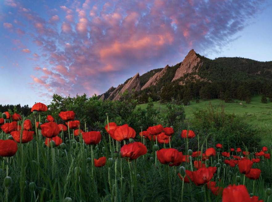 Forever Buffs 🦬 (@cuboulderalumni) on Twitter photo Campus is beautiful year-round, but there's something special about Boulder in the Summer. 🌞 
Did you ever spend a summer in Boulder when you were a student? Tell us your favorite memories! Campus is beautiful year-round, but there's something special about Boulder in the Summer. 🌞 
Did you ever spend a summer in Boulder when you were a student? Tell us your favorite memories!