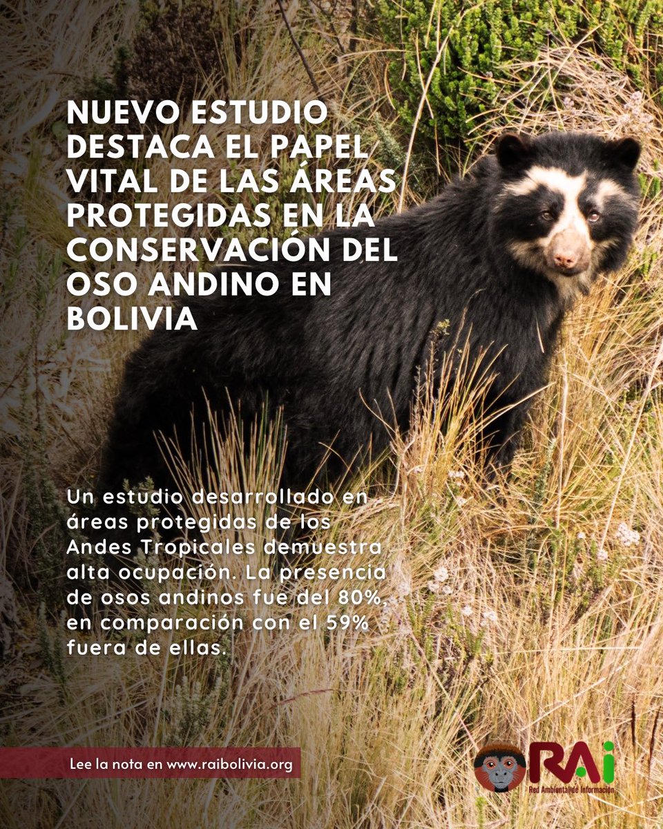 Senderos, huellas y sitios de alimentación revelaron el rastro del oso andino (𝑇𝑟𝑒𝑚𝑎𝑟𝑐𝑡𝑜𝑠 𝑜𝑟𝑛𝑎𝑡𝑢𝑠) 🐾. Siguiendo estas pistas, un equipo de investigadores llevó a cabo el mayor monitoreo de ocupación de esta especie realizado hasta ahora.

🐻 Los resultados