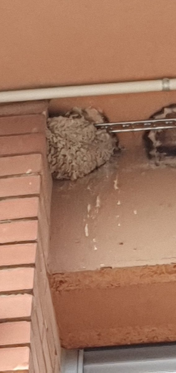 <a href="/agentsruralscat/">Agents Rurals</a> I que penseu de fer amb això? Després de retirar més de 40 nius sense autorització (74 marques de nius) a principis d'abril i col·locació de punxes on les Orenetes han tornat a fer els nius, us limiteu a fer un informe i posar-lo a territori? Escola Estel a Sant guim de freixenet