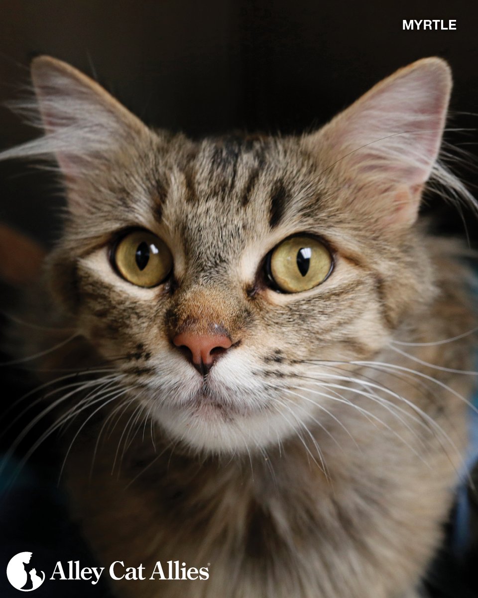 alleycatallies's tweet image. Seeking justice in the wake of cruelty to cats is about swift action. If an animal is in immediate danger or you witness an act of cruelty, call the police right away. Do not wait.

We have resources on next steps if cruelty occurs or is suspected: ow.ly/qVpL50W5B5P