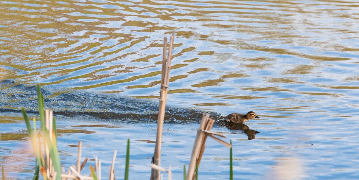 Mallard duckling complete with outboard motor...