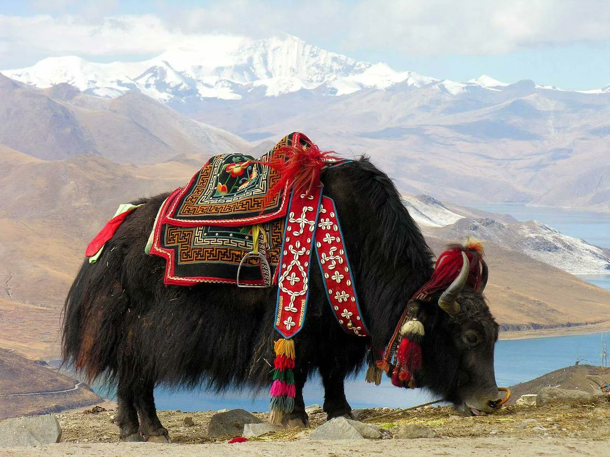 <a href="/CCAForum/">CCAF</a> talk on An insight of yaks' natural and social features on the Asian Highlands with Ruijun Long, Lanzhou University &amp; Head, Tibetan Rangeland 13 June 11am Room S2 and Online Zoom registration link: cam-ac-uk.zoom.us/meeting/regist…
