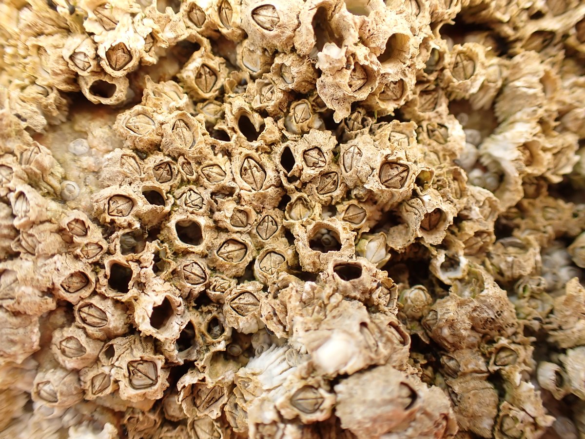 Keep meaning to record barnacles more, our common ones which seem to be everywhere are Montagu's Stellate Barnacle Chthamalus montagui