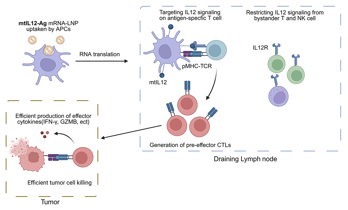 Journal of Experimental Medicine (@jexpmed) on Twitter photo Kun Peng, Yang-Xin Fu, Yong Liang et al. <a href="/Tsinghua_Uni/">Tsinghua University</a> highlight that next-generation mRNA #vaccines encoding membrane-tethered #cytokine adjuvants can generate potent pre-effector cells offering effective tumor control with reduced toxicity. hubs.la/Q03r3NVY0 Kun Peng, Yang-Xin Fu, Yong Liang et al. <a href="/Tsinghua_Uni/">Tsinghua University</a> highlight that next-generation mRNA #vaccines encoding membrane-tethered #cytokine adjuvants can generate potent pre-effector cells offering effective tumor control with reduced toxicity. hubs.la/Q03r3NVY0