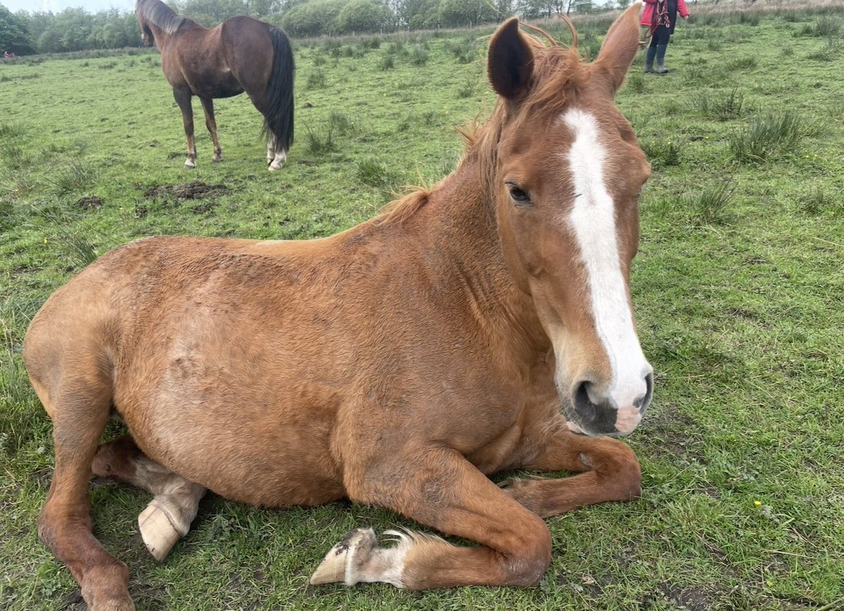 Please visit Facebook or instagram to hear about Sarah’s volunteer story❤️

facebook.com/share/1ZaoDAor…

instagram.com/p/DKkNEU6CAmE/…