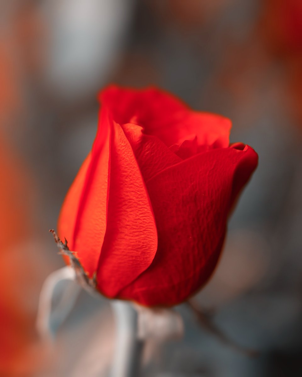 Mahesh 🦉 (@maheshguild) on Twitter photo Thank You so much <a href="/arty_yulia/">Yulia</a> <a href="/Ainaliora/">Ainaliora 🍀🌻🔺</a> <a href="/KesaLevinn/">Olya Levinn 🖤 ARTIST</a> <a href="/ginger_art_m/">Ginger Art</a> <a href="/h_Artt_/">ᴋᴀᴛᴇ.</a> for collecting this OE on <a href="/SkurpySocial/">Skurpy</a> . Much love my friends 😍
Crimson Rose
3 $XTZ
Link below if you like to collect 🔗👇🧵 Thank You so much <a href="/arty_yulia/">Yulia</a> <a href="/Ainaliora/">Ainaliora 🍀🌻🔺</a> <a href="/KesaLevinn/">Olya Levinn 🖤 ARTIST</a> <a href="/ginger_art_m/">Ginger Art</a> <a href="/h_Artt_/">ᴋᴀᴛᴇ.</a> for collecting this OE on <a href="/SkurpySocial/">Skurpy</a> . Much love my friends 😍
Crimson Rose
3 $XTZ
Link below if you like to collect 🔗👇🧵
