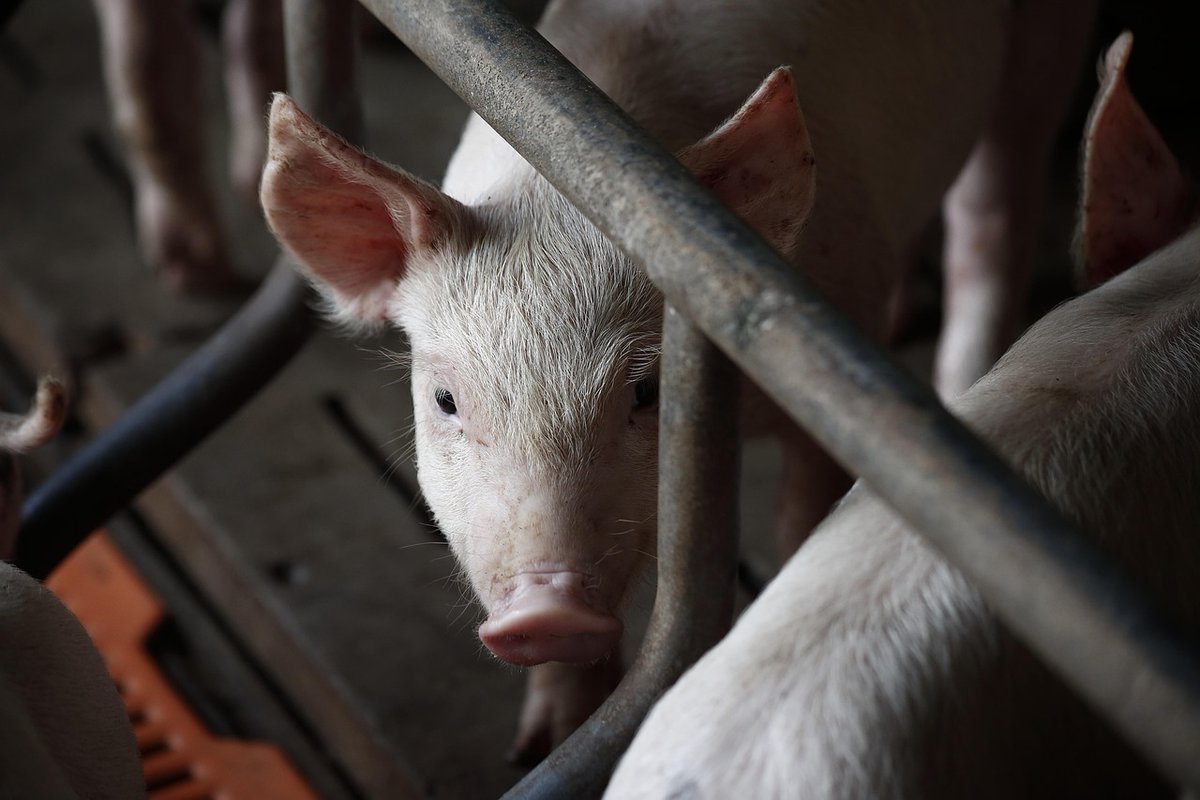 Oink oink! 🐷 

This study provides new insights into the immunomodulatory effects of soybean, canola, and fish oils, highlighting the relevance of nutrigenomics in understanding gene–diet interactions in pigs.

go.nature.com/3FAFQKW