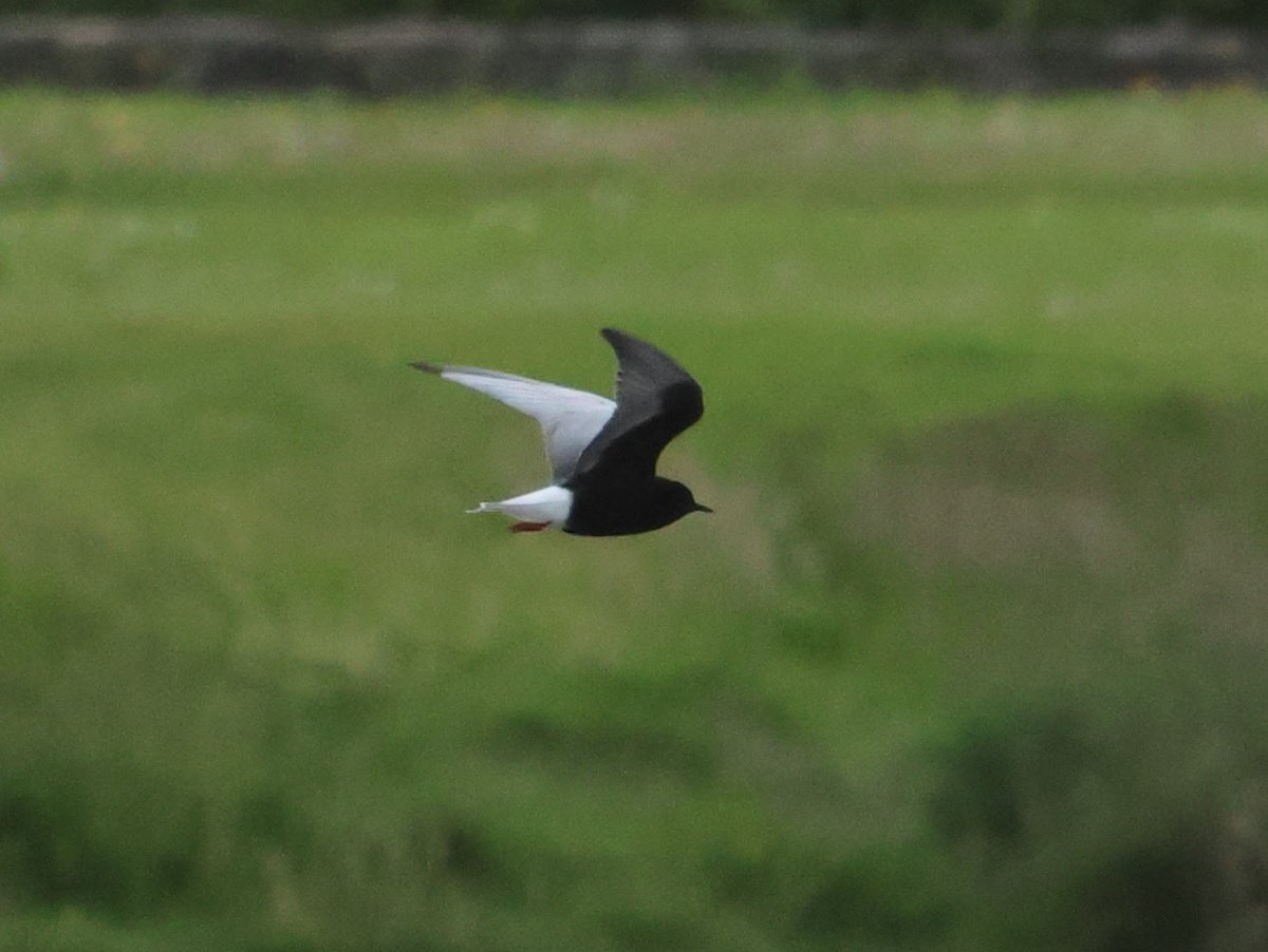 Jim Dowdall (@jimdowdall) on Twitter photo A couple of record shots in poor light of the White-winged Black Tern at Swords Estuary yesterday. Great find by <a href="/Victor_Caschera/">Vittorio Caschera</a> A couple of record shots in poor light of the White-winged Black Tern at Swords Estuary yesterday. Great find by <a href="/Victor_Caschera/">Vittorio Caschera</a>
