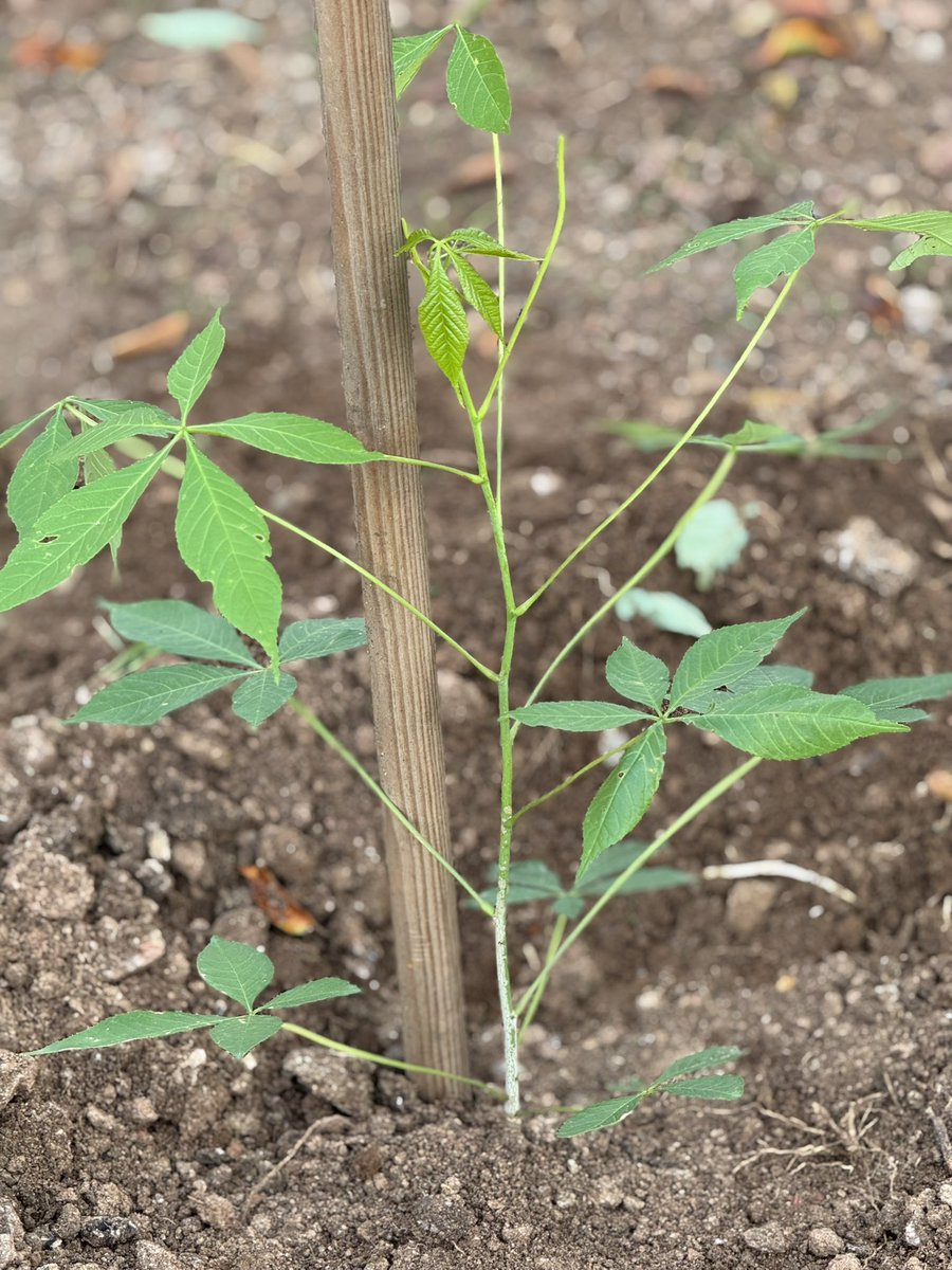 SoyDeLeon_Mx's tweet photo. #RecintoNativoGuanajuatense #LeónGuanajuato #ReforestaNativo #LeónNativo
Hoy muy de mañana plantamos esta CEIBA #Nativa (#Aesculifolia o #Pochote )
Sus características:
- Tronco de color café / gris
- Flor Blanca
-No crece tan gigantesca como la Exótica / pentandra (maya) https://t.co/cC5K4yivvx