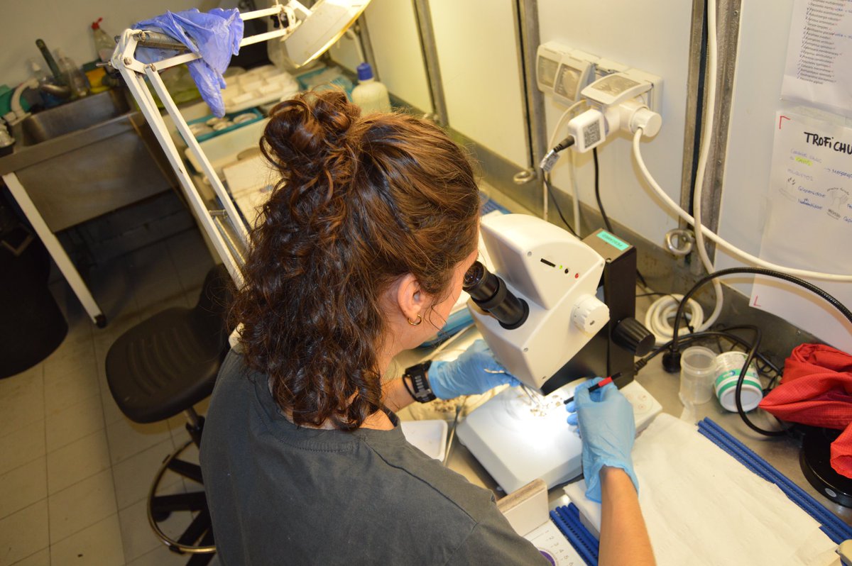 👩🏼‍🔬 Nuestros compis Edu y <a href="/SaraMsa4/">Sara Moha</a> participaron en la MEDITS GSA1_2 a bordo del B/O Miguel Oliver en el mar de Alborán

⛴️ Málaga a Cartagena (6-24 May)

📊 +300 muestras de isotopía y +2000 estómagos analizados para estudiar las redes tróficas ¡Gran trabajo!

<a href="/IEOoceanografia/">Instituto Español de Oceanografía (IEO-CSIC)</a>