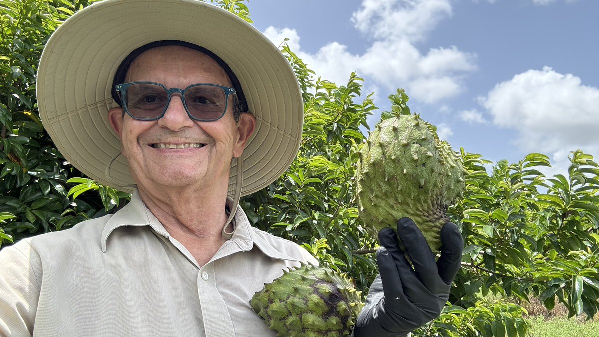First soursop guanabana of the season