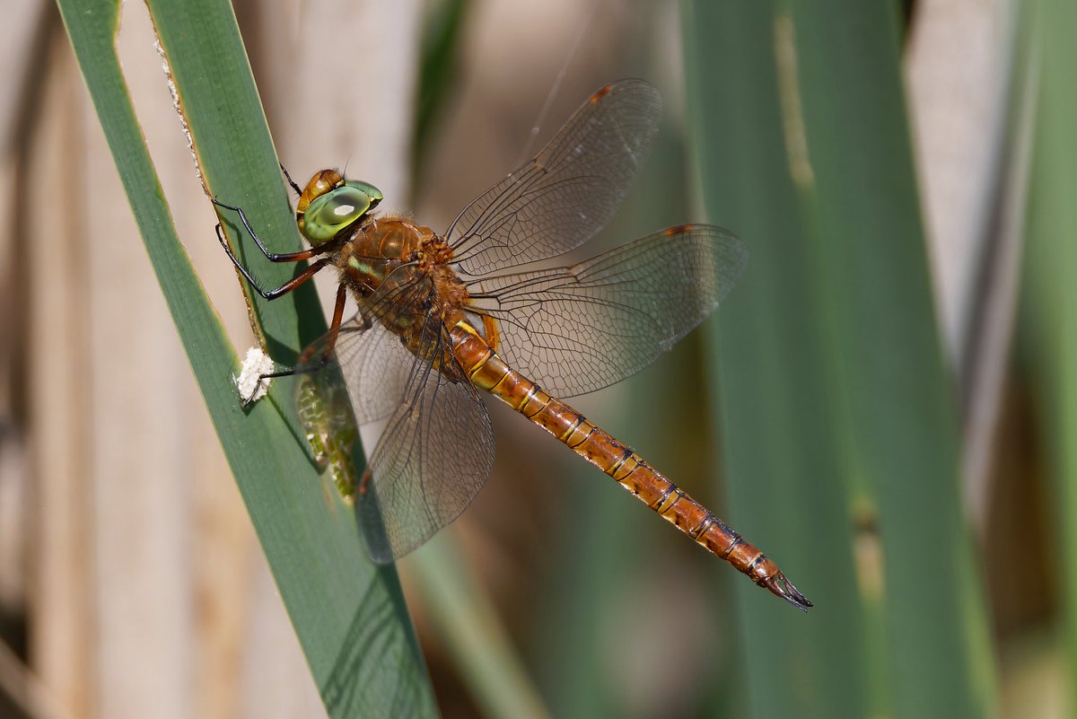 Mark Tyrrell (@marktyrrell66) on Twitter photo Norfolk Hawkers have successfully bred <a href="/WicksteedPark/">Wicksteed Park</a>. Just look at those beautiful green eyes. <a href="/BDSdragonflies/">British Dragonfly Society</a> Norfolk Hawkers have successfully bred <a href="/WicksteedPark/">Wicksteed Park</a>. Just look at those beautiful green eyes. <a href="/BDSdragonflies/">British Dragonfly Society</a>