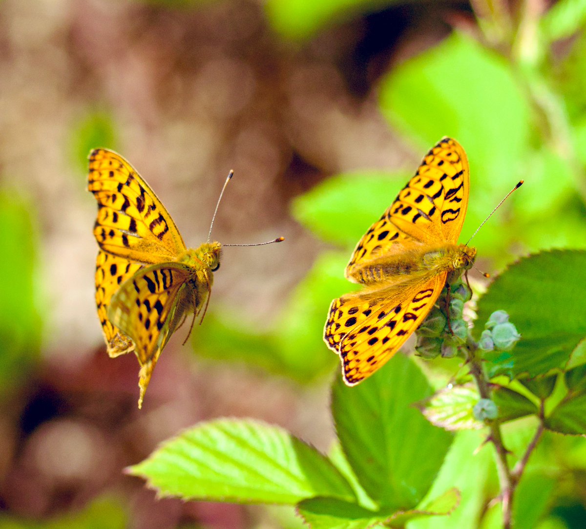 Tim Ridgeway (@timtim292) on Twitter photo High Brown Fritillary Aish Tor Dartmoor Devon <a href="/BCDevon/">BC Devon Branch</a> <a href="/savebutterflies/">Butterfly Conservation 🦋</a> <a href="/dartmoornpa/">Dartmoor National Park</a> <a href="/DevonWildlife/">Devon Wildlife Trust</a> <a href="/wildlife_devon/">Wildlife In Devon</a> #Butterflies #Fritillary #Devon #Dartmoor High Brown Fritillary Aish Tor Dartmoor Devon <a href="/BCDevon/">BC Devon Branch</a> <a href="/savebutterflies/">Butterfly Conservation 🦋</a> <a href="/dartmoornpa/">Dartmoor National Park</a> <a href="/DevonWildlife/">Devon Wildlife Trust</a> <a href="/wildlife_devon/">Wildlife In Devon</a> #Butterflies #Fritillary #Devon #Dartmoor