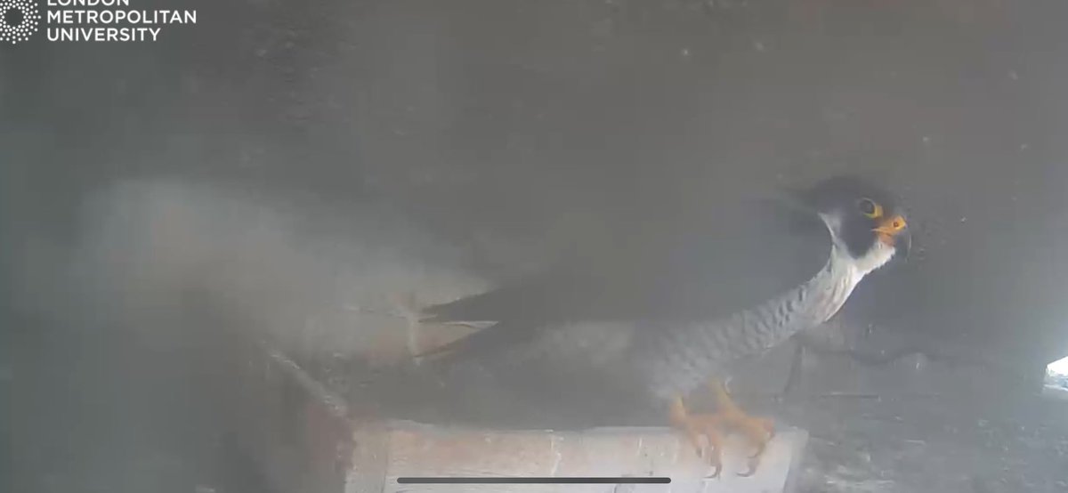 Nice to see the tiercel today