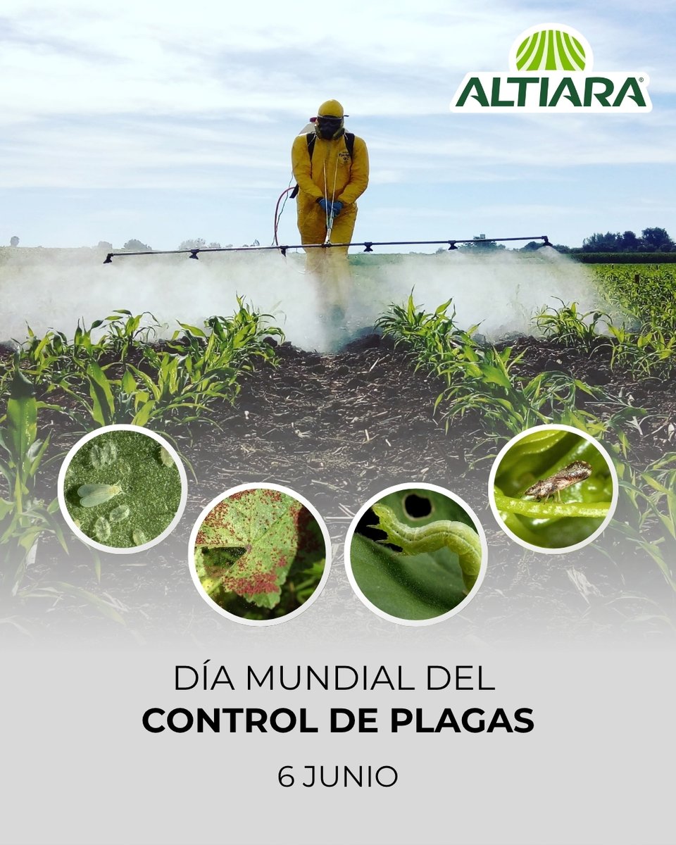 ALTIARAMX's tweet image. 🌿⚖️ En el Día Mundial del Control de Plagas, recordamos que un manejo adecuado de las plagas es clave para la salud de nuestros cultivos y del medio ambiente 🌍. ¡Actuar a tiempo es esencial! ⏰🌾
 
#DíaMundialDelControlDePlagas #Altiara #ControlEficiente #PlagasFuera