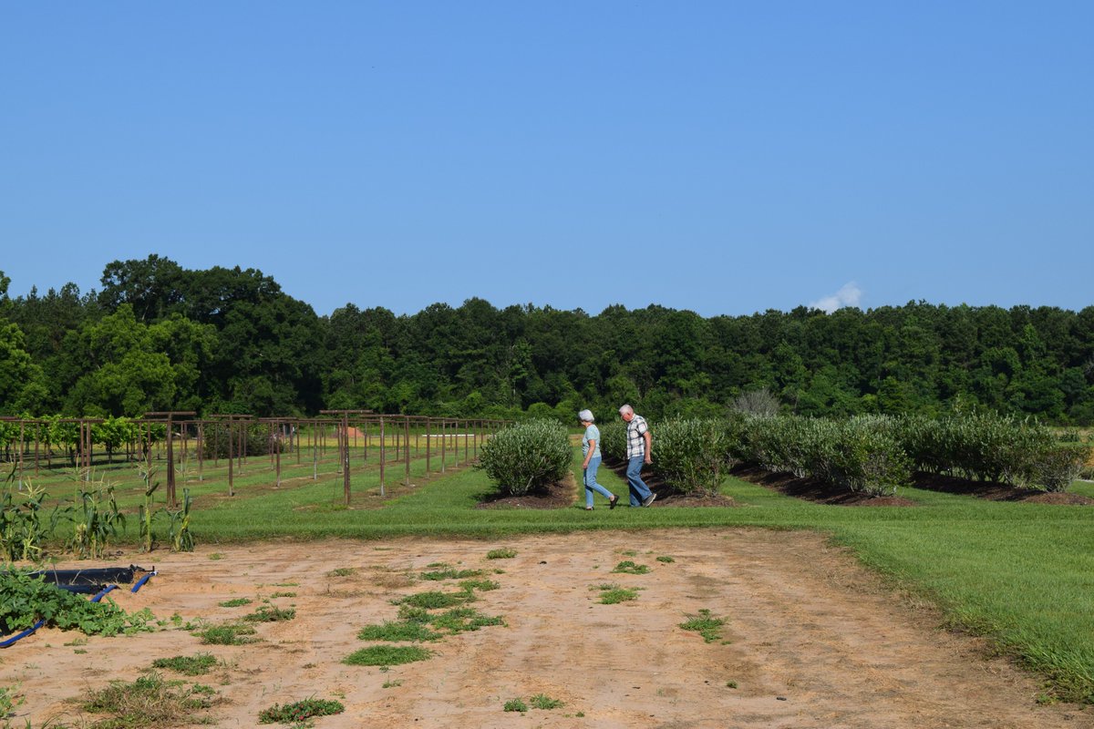 MSU_AG's tweet image. It was a great day to learn about vegetables and flowers at the #MAFES Beaumont Horticultural Unit Field Day.
